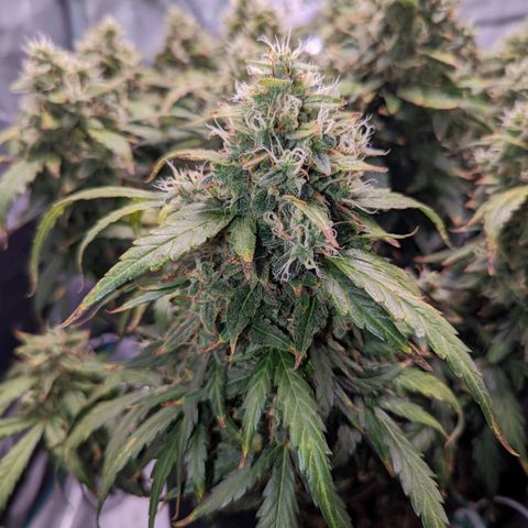 Fast Buds Zkittlez growlog timeline photo