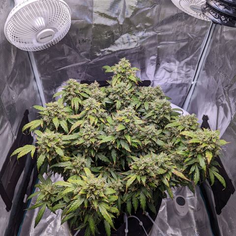 Fast Buds Zkittlez growlog timeline photo