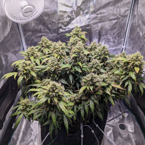 Fast Buds Zkittlez growlog timeline photo