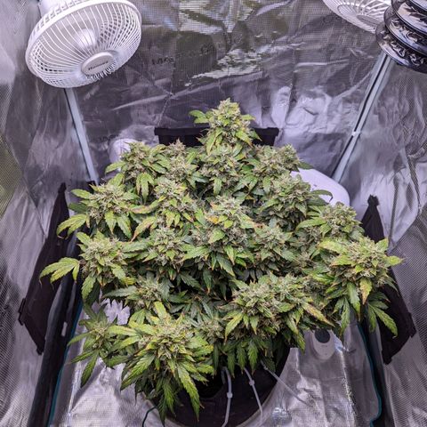 Fast Buds Zkittlez growlog timeline photo