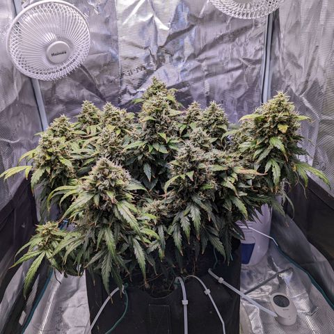 Fast Buds Zkittlez growlog timeline photo