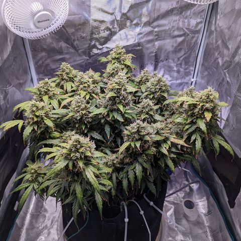 Fast Buds Zkittlez growlog timeline photo