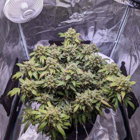 Fast Buds Zkittlez growlog timeline photo