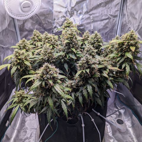Fast Buds Zkittlez growlog timeline photo