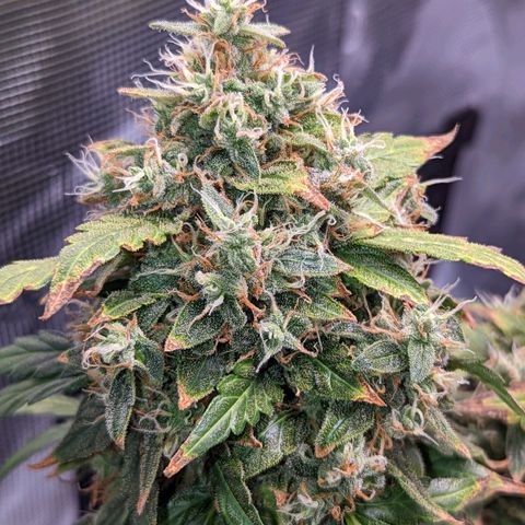 Fast Buds Zkittlez growlog timeline photo