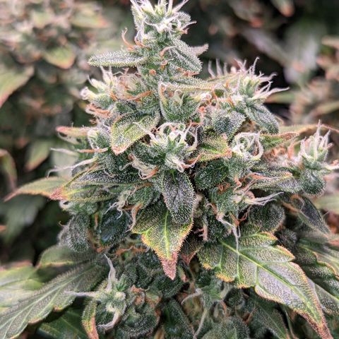 Fast Buds Zkittlez growlog timeline photo