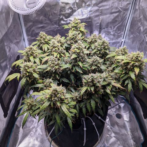 Fast Buds Zkittlez growlog timeline photo