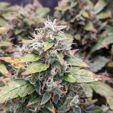 Fast Buds Zkittlez growlog timeline photo