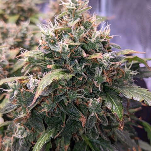 Fast Buds Zkittlez growlog timeline photo