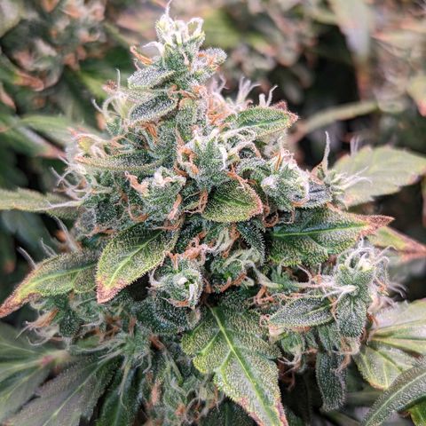 Fast Buds Zkittlez growlog timeline photo
