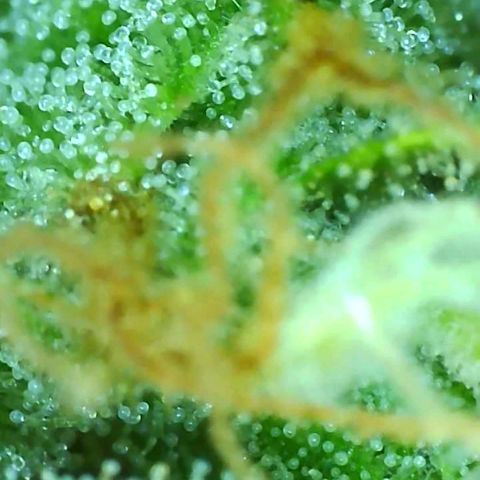 Fast Buds Zkittlez growlog timeline photo
