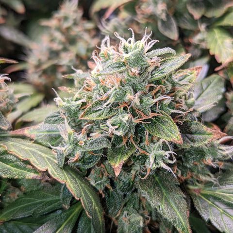 Fast Buds Zkittlez growlog timeline photo