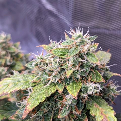 Fast Buds Zkittlez growlog timeline photo