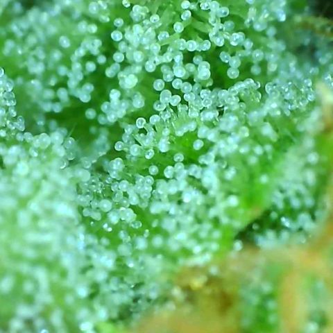 Fast Buds Zkittlez growlog timeline photo