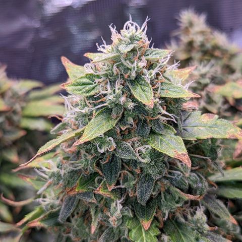 Fast Buds Zkittlez growlog timeline photo