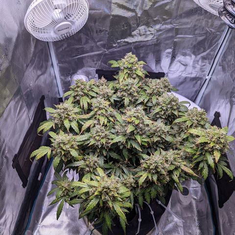 Fast Buds Zkittlez growlog timeline photo