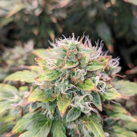 Fast Buds Zkittlez growlog timeline photo