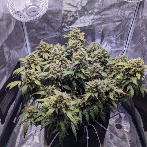 Fast Buds Zkittlez growlog timeline photo