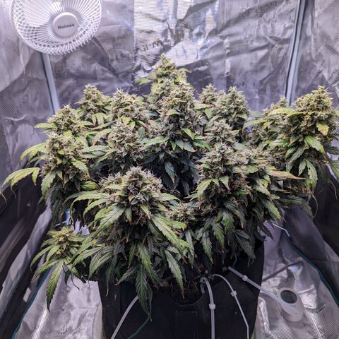 Fast Buds Zkittlez growlog timeline photo