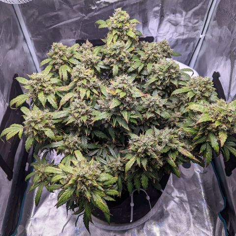 Fast Buds Zkittlez growlog timeline photo