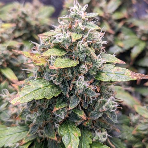 Fast Buds Zkittlez growlog timeline photo