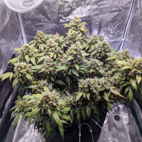 Fast Buds Zkittlez growlog timeline photo