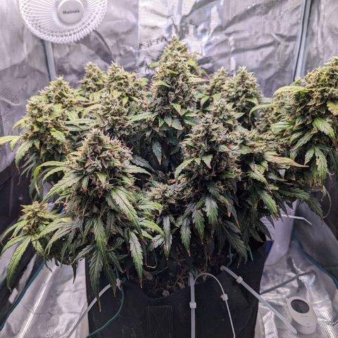 Fast Buds Zkittlez growlog timeline photo