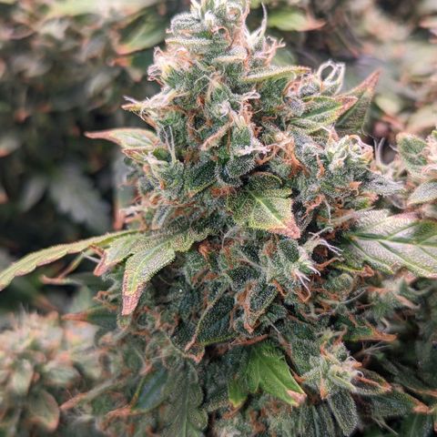 Fast Buds Zkittlez growlog timeline photo