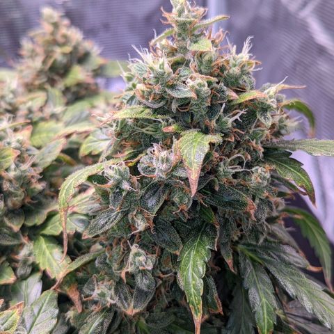 Fast Buds Zkittlez growlog timeline photo