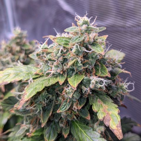 Fast Buds Zkittlez growlog timeline photo