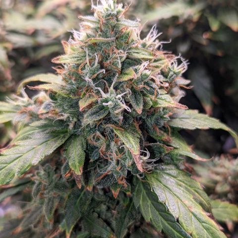 Fast Buds Zkittlez growlog timeline photo