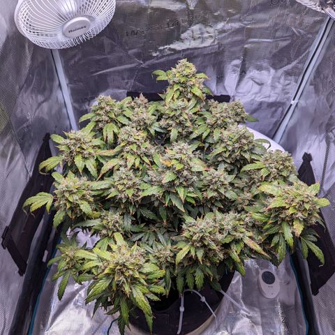 Fast Buds Zkittlez growlog timeline photo