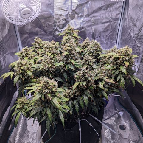 Fast Buds Zkittlez growlog timeline photo