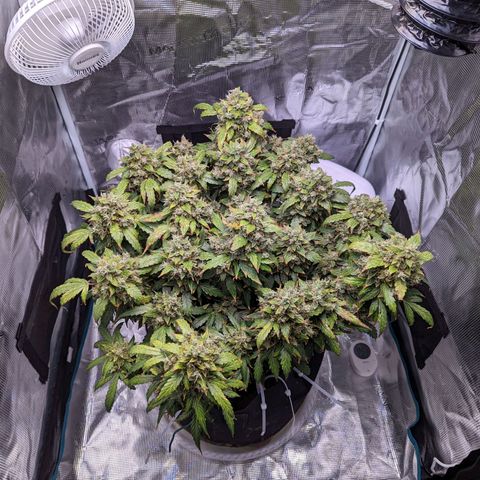 Fast Buds Zkittlez growlog timeline photo