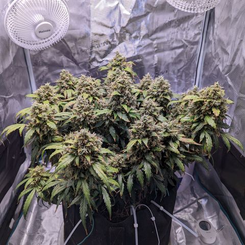Fast Buds Zkittlez growlog timeline photo