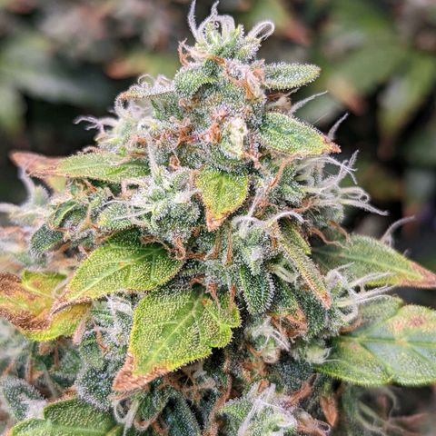 Fast Buds Zkittlez growlog timeline photo