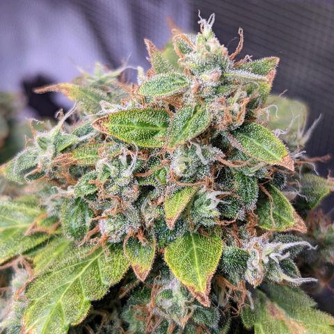 Fast Buds Zkittlez growlog timeline photo
