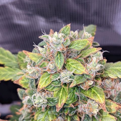 Fast Buds Zkittlez growlog timeline photo