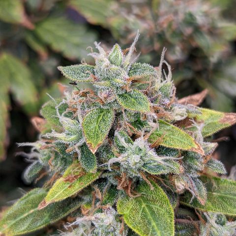 Fast Buds Zkittlez growlog timeline photo