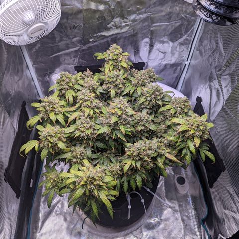 Fast Buds Zkittlez growlog timeline photo