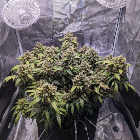 Fast Buds Zkittlez growlog timeline photo