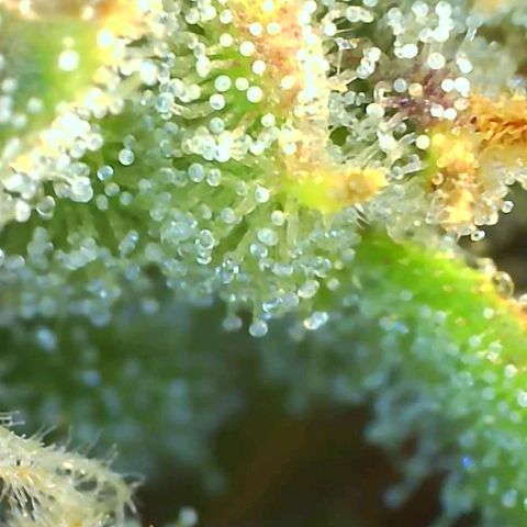Fast Buds Zkittlez growlog timeline photo