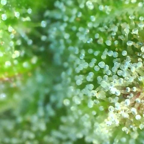Fast Buds Zkittlez growlog timeline photo