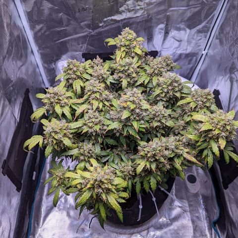 Fast Buds Zkittlez growlog timeline photo