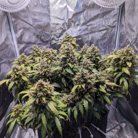 Fast Buds Zkittlez growlog timeline photo