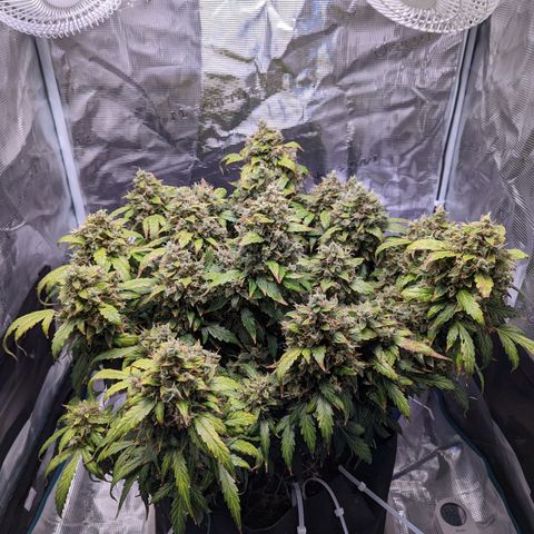 Fast Buds Zkittlez growlog timeline photo