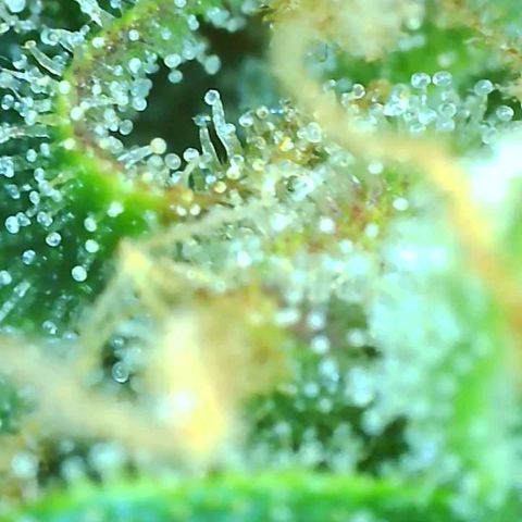 Fast Buds Zkittlez growlog timeline photo