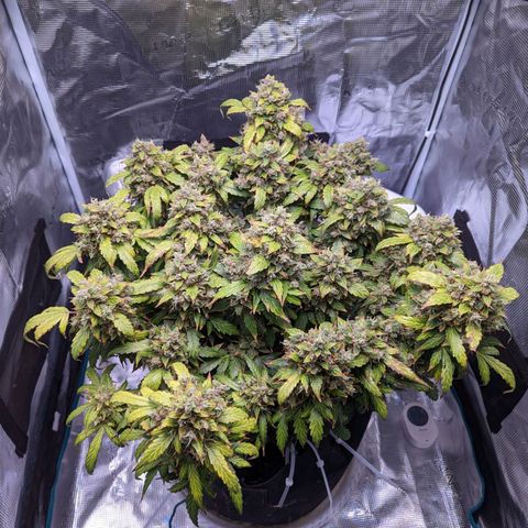 Fast Buds Zkittlez growlog timeline photo