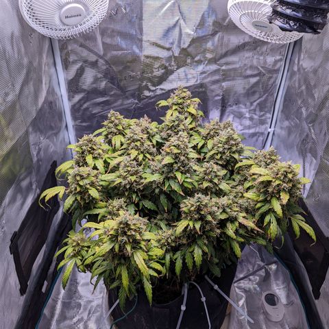 Fast Buds Zkittlez growlog timeline photo