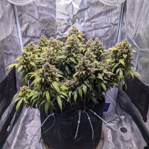 Fast Buds Zkittlez growlog timeline photo